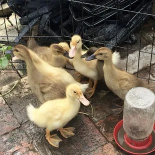 We carry duck eggs; these cuties are at Food Field in Detroit.