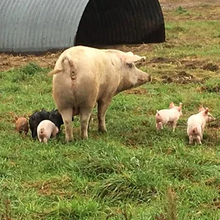Pastured pigs at Jake's Farm in Cassapolis, Michigan.
