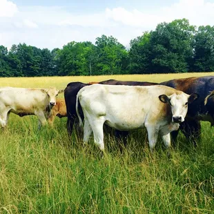 Pastured, 100% grass fed cattle at Henry's farm in Amish country.