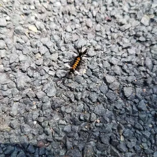Tiny caterpillar