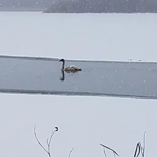 A Swan trying to enjoy the day
