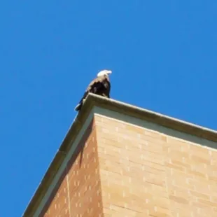 Bald Eagle sitting on the corner