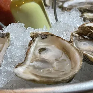 Fresh oysters