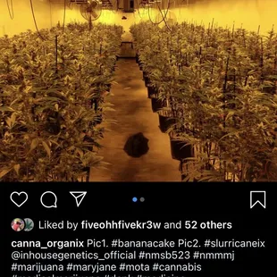 Picture of purlife grow room. Looks extremely humid. Look at the moist floor.