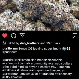 Sensu OG with powdery mildew