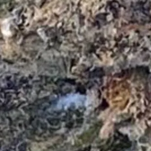 Obvious Powdery Mildew not Trichomes as their employees will argue.