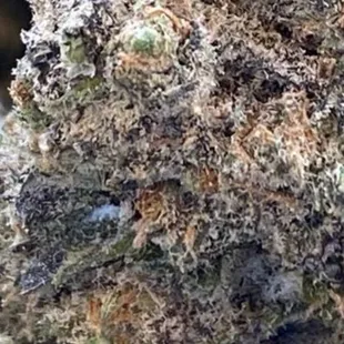 Spores of PM which is dangerous to consume.