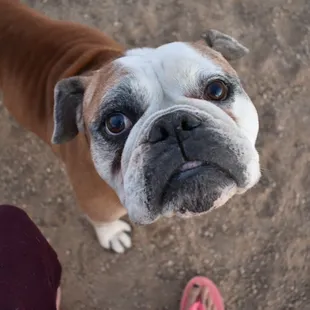 Sweet bull dog who was begging everyone for pets