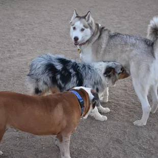 My husky Star Fox making friends