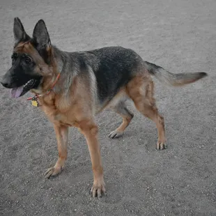 My Shepherd is obsessed with fetch