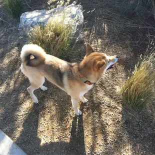 Happy pup at the park