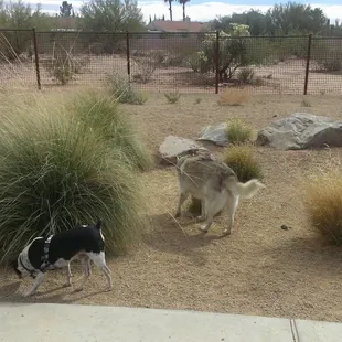 There are small areas with rocks and bushes in the corners of the park for your curious explorers to sniff out.