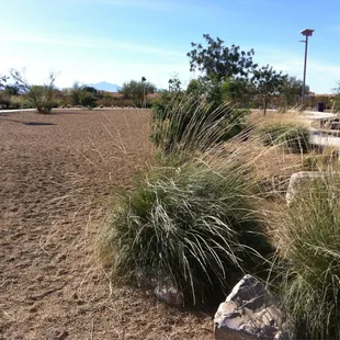 Dog Park