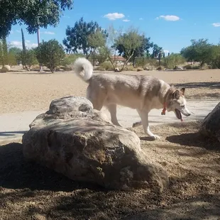 Dog