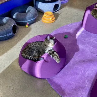 Purrfect Pair Cat Cafe