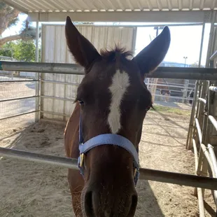 Horse being friendly