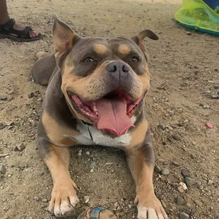 Dog friendly campground. No issues whatsoever with our guy .