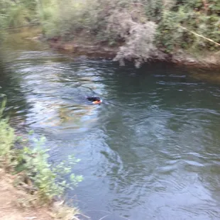 Dog fetching toy from Putah Creek.