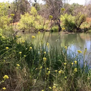 Pretty little shady spot at Putah Creek.