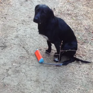 Bentley going to Putah Creek.