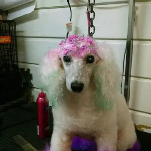 Aireal is my personal baby, she puts up with alot of things. She has it befor i try it on a clients baby. And she prances when we are done.