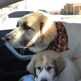 Moses and Pyper after their groomer visit