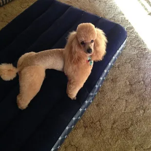 Rusty likes to show off his town and country pattern.