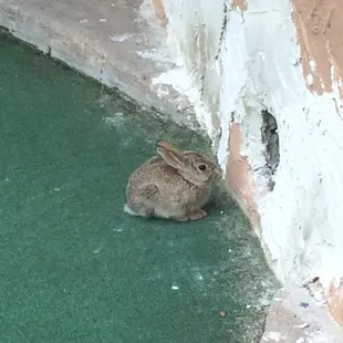 Bunnies everywhere! Bunnies on the green, bunnies in the windmills!