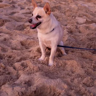 Dog friendly:)