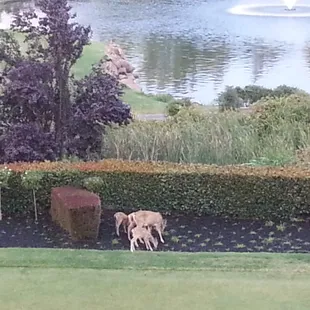 Having dinner at Whitney Oaks Pyramid Grill. Deer walking across the lawn.