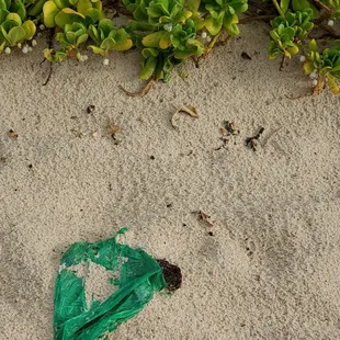 To the dog owner that left this behind, SHAME on you!