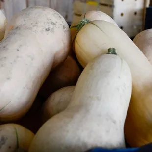 squash and squash in a basket