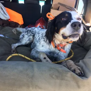 Sheeba the rental dog was super friendly