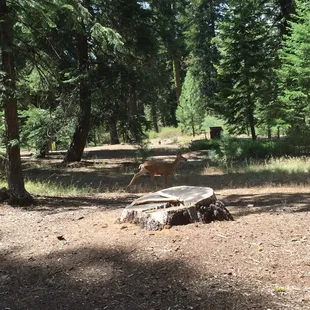 We saw a deer in our site