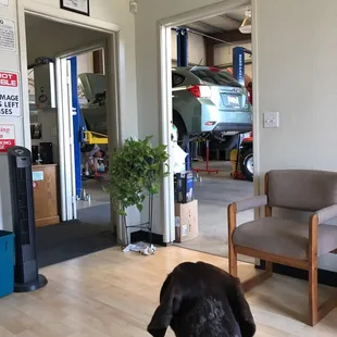 Velcro dog