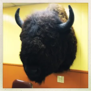a bison head mounted on a wall