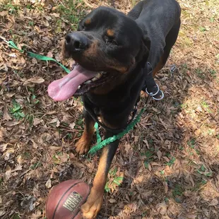 a black and brown dog with a football