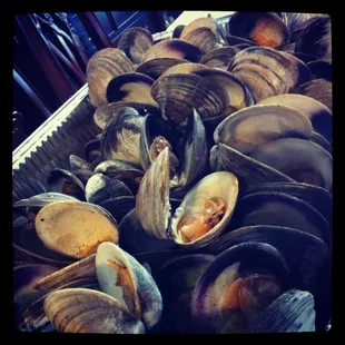 Clams!!