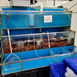 a fish tank with a lot of fish in it