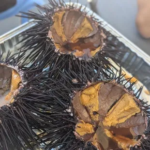 Sea Urchin