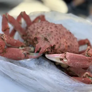 Spider Crab