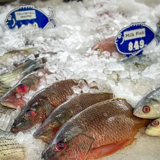 Fresh Whole Grouper, Wild