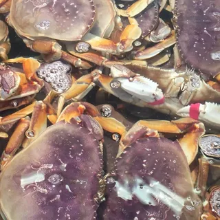 Fresh (Live) Dungeness Crab