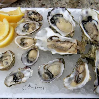 Fresh (Live) Bluff Oysters