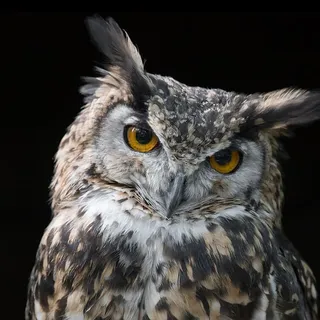 Nocturnal S.