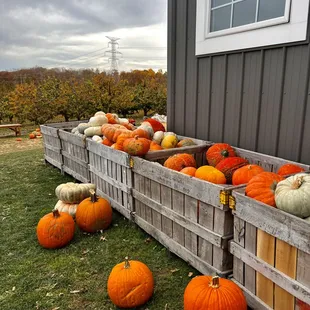 pumpkins and gourds in crates