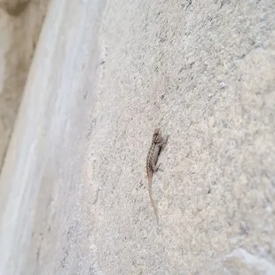 Baby lizard just hanging out on a wall