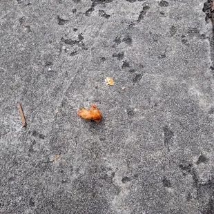 Piece of crawfish from my crawfish pie fell on the ground