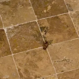 Dead roach in the dirty shower
