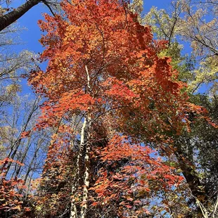 a tree with red leaves in a forest